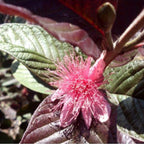 Live black Guava Plant Suitable For Bonsai