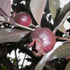 Live black Guava Plant Suitable For Bonsai