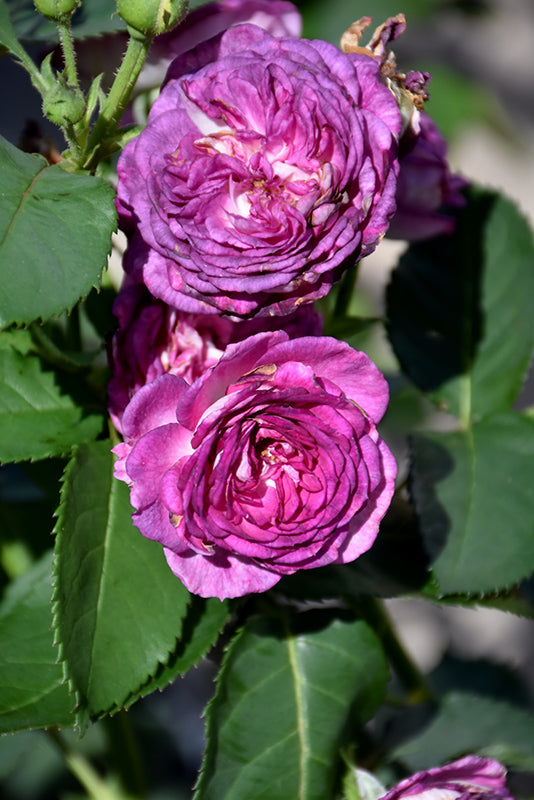 Exclusive Live Blue rose 'rhapsody in blue' Without Pot