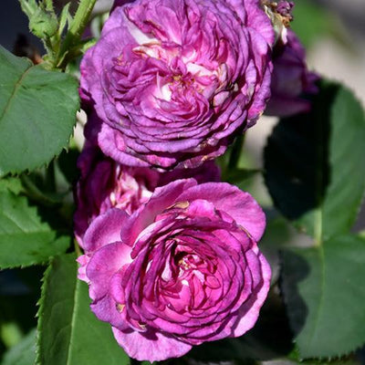 Exclusive Live Blue rose 'rhapsody in blue' Without Pot