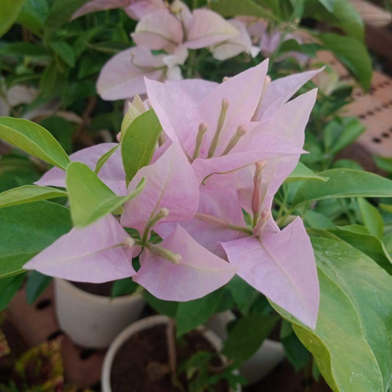 bougainvillea new Throneless baby pink color flowers live plant with pot