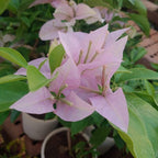 bougainvillea new Throneless baby pink color flowers live plant