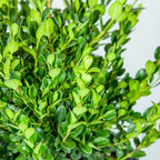 Green Paradise® BUXUS Microphylla Live  boxwood bonsai tree