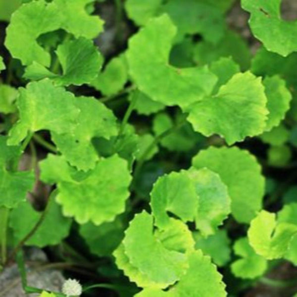 Brahmi Live Plant