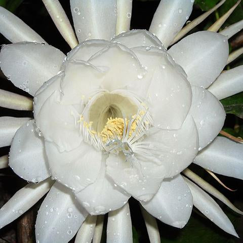 Brahma kamal Live Plant