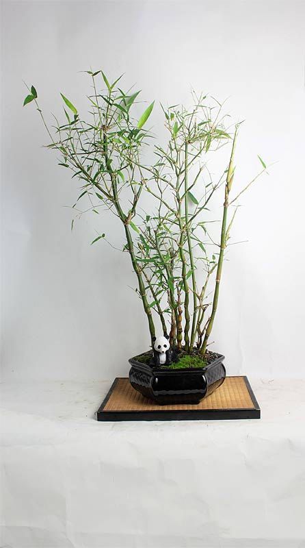 Buddha Belly Bamboo Plant Holy Fengsui Buddha Bamboo Live Plant In A Polybag