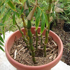 Buddha Belly Bamboo Plant Holy Fengsui Buddha Bamboo Live Plant In A Polybag
