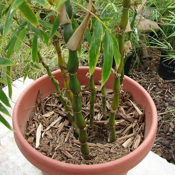 Buddha Belly Bamboo Plant Holy Fengsui Buddha Bamboo Live Plant In A Polybag