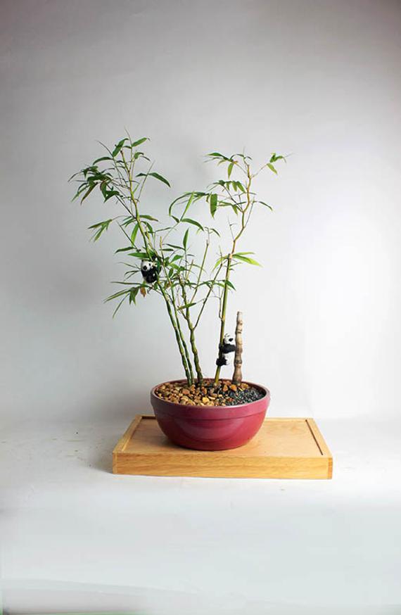 Buddha Belly Bamboo Plant Holy Fengsui Buddha Bamboo Live Plant In A Polybag