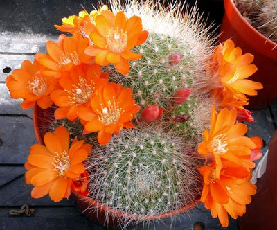 Flowering Cactus Live Plant
