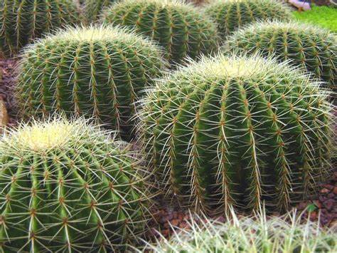 Flowering Cactus Live Plant