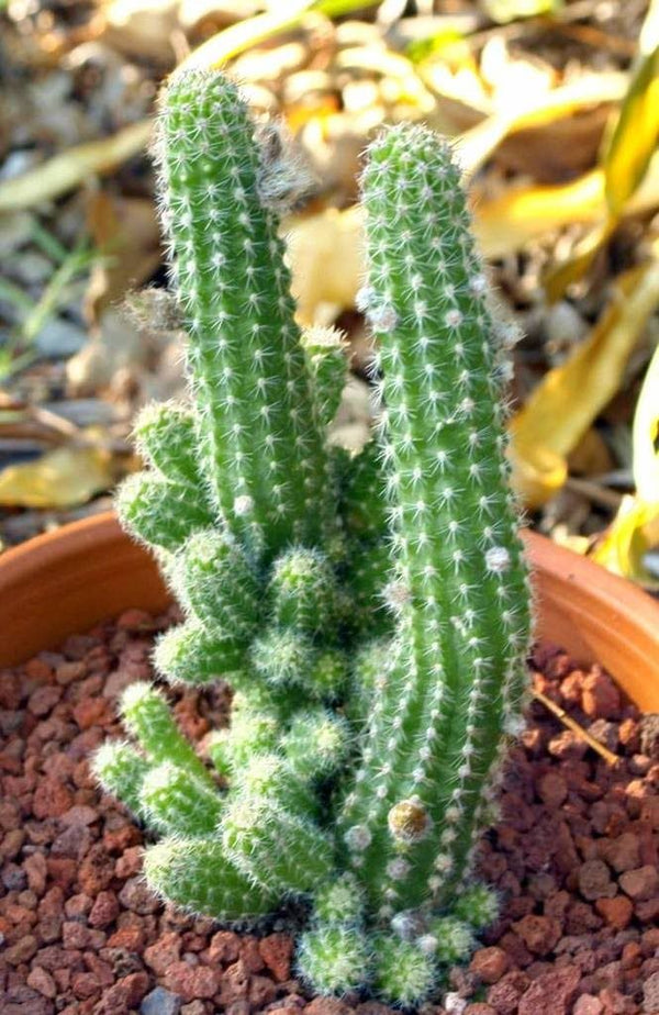 Cactus Live Plant
