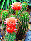 Cactus Live Plant