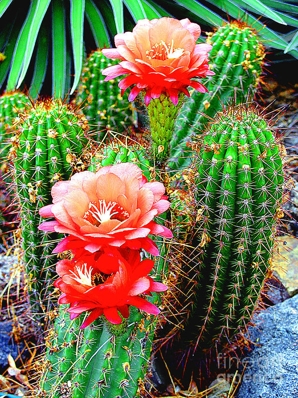 Cactus Live Plant