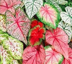 caladium flower bulb-pack of 5 pcs| gardening for home, kitchen, outdoor/indoor|MIXED COLOUR