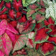 caladium flower bulb-pack of 5 pcs| gardening for home, kitchen, outdoor/indoor|MIXED COLOUR