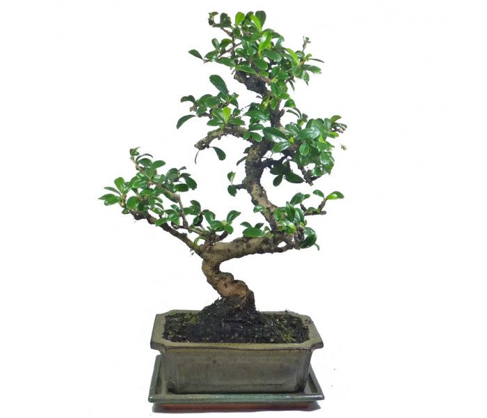 Carmona Bonsai tree With Ceramic Bonsai Tray