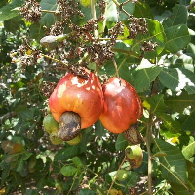 Cashew nut Live plant kaju Live Plant