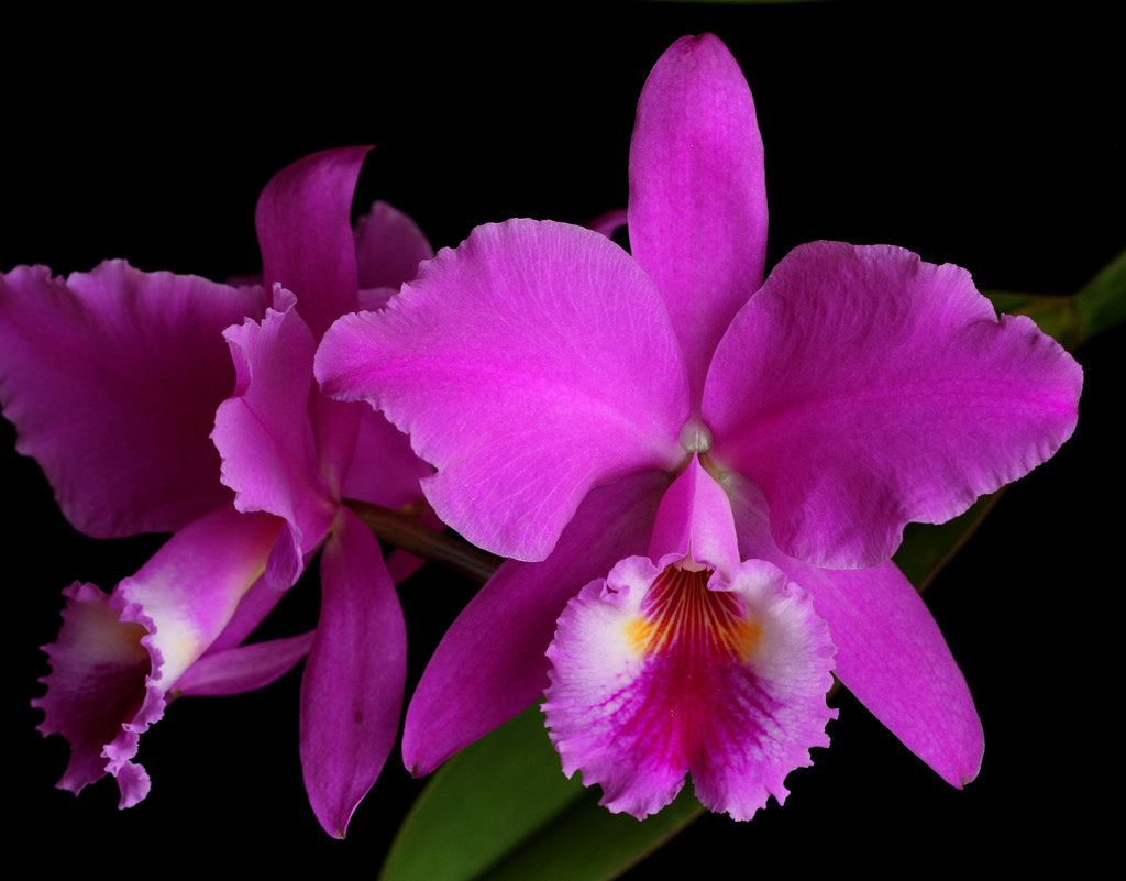 cattleya orchid Pink-Violet  hybride
