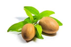 Green Paradise chikoo Live Grafted Plant ( Best Kalipatti oval shaped Chikoo )