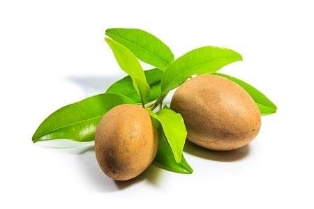 Green Paradise chikoo Live Grafted Plant ( Best Kalipatti oval shaped Chikoo )