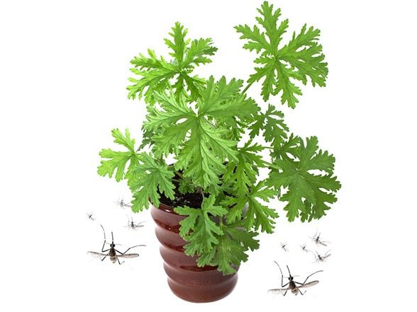 citronella plant mosquito repellent Plant