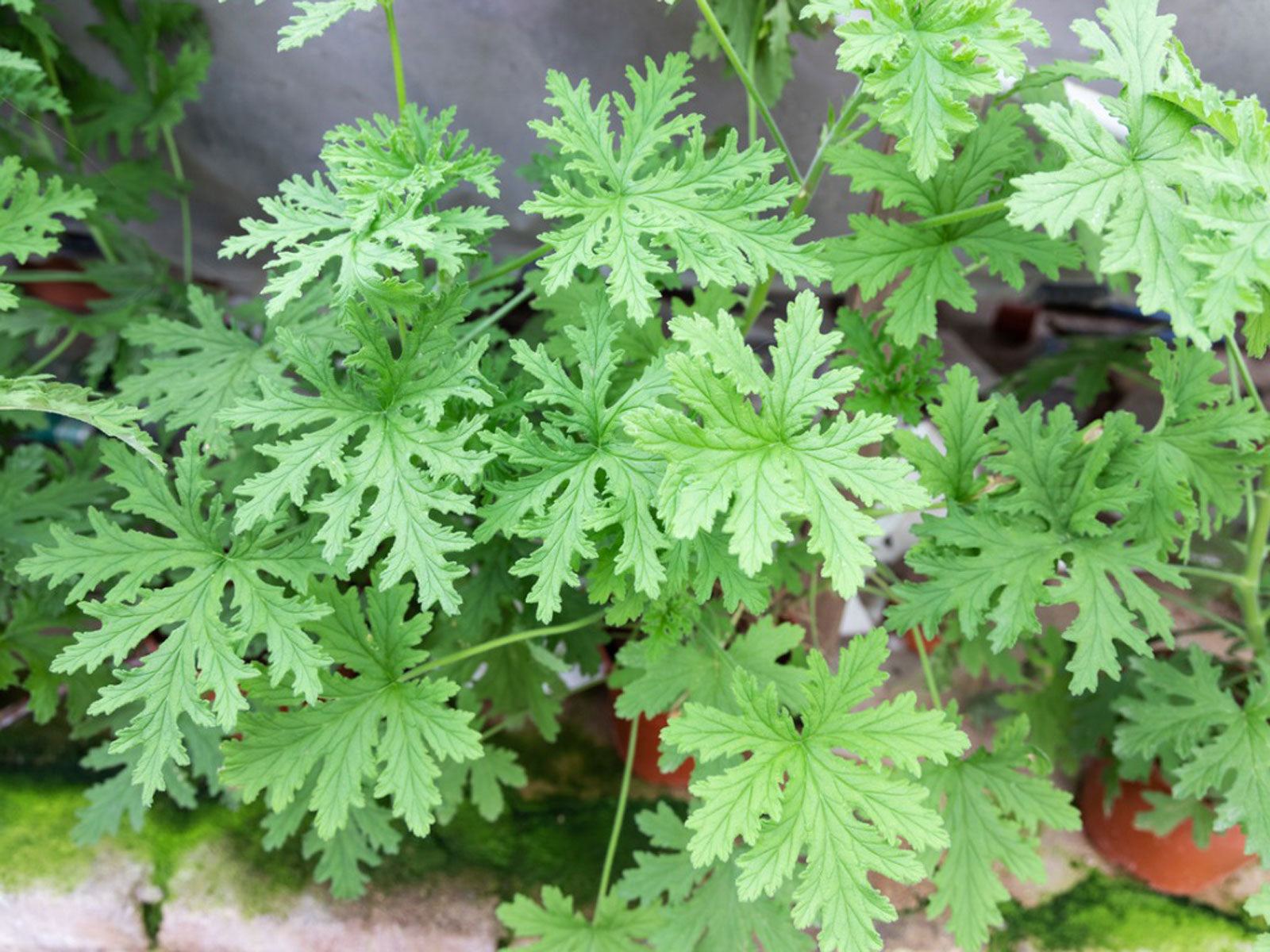 citronella plant mosquito repellent Plant