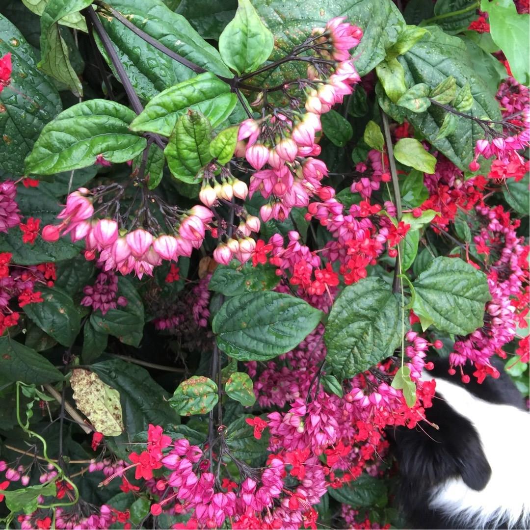 Green Paradise® Bleeding Heart Plant Clerodandrum Thomsoniae Live Plant New Rare Total Red Flowers (1 Piece With Polybag)