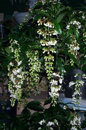 Clerodendrum wallichii Beautiful Rare white flowering Semi Creeper plant