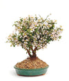 malpighia coccigera bonsai mame bonsai with ceramic bonsai pot