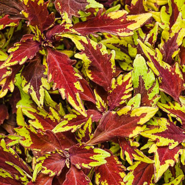 Red Coleus Live plant