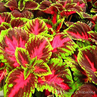 Red Coleus Live plant