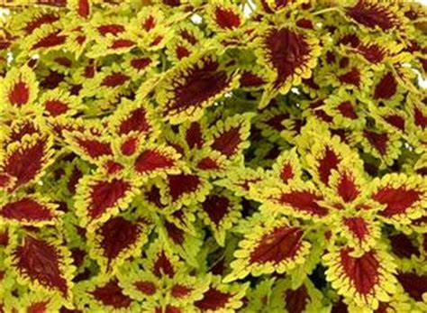 Coleus Live plant