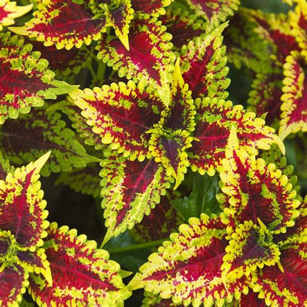 Coleus Live plant