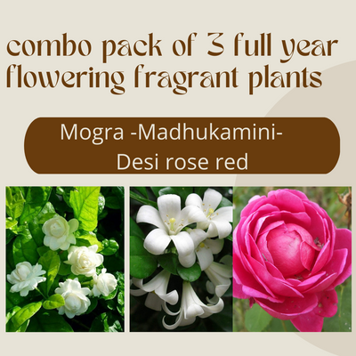 Mogra Madhukamini and desi Red Rose ( Combo Pack of 3 ) Full Year Flowering Fragrant Plants