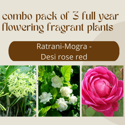 Combo Pack of 3 Full Year Flowering Fragrant Plants