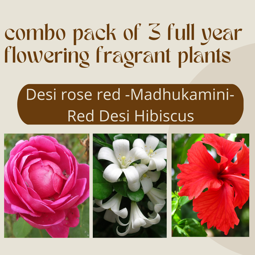 Desi Red Rose Madhukamini and Red Hibiscuss live plant ( Combo Pack of 3 ) Full Year Flowering and fragrant Plants