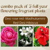 Desi Red Rose Madhukamini and Red Hibiscuss live plant ( Combo Pack of 3 ) Full Year Flowering and fragrant Plants