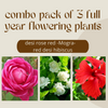Combo pack 3 Full Year Flowering Plants red desi rose mogra and red hibiscuss plants