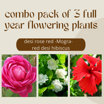 Combo pack 3 Full Year Flowering Plants red desi rose mogra and red hibiscuss plants