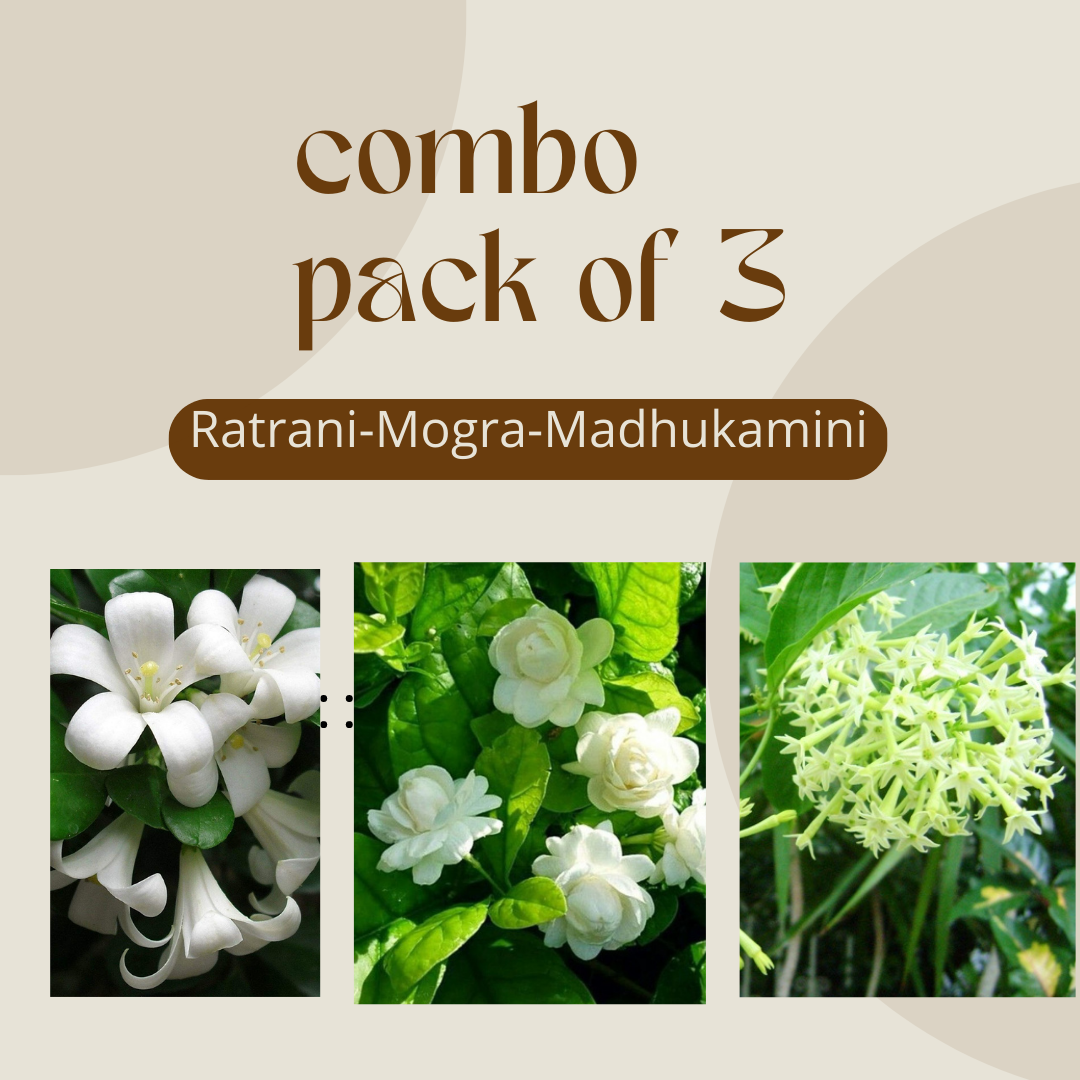 Ratrani Mogra Madhukamini Combo Pack of 3 Full Year Flowering Fragrant Plants
