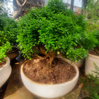 Bonsai Mini Murraya paniculata dwarf plant madhukamini bonsai amazing mame bonsai with pot