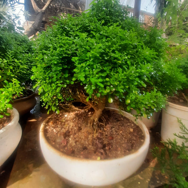Bonsai Mini Murraya paniculata dwarf plant madhukamini bonsai amazing mame bonsai with pot