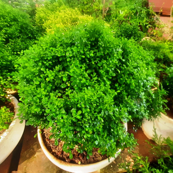 Bonsai Mini Murraya paniculata dwarf plant madhukamini bonsai amazing mame bonsai with pot