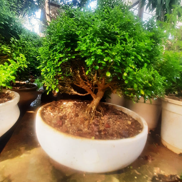 Bonsai Mini Murraya paniculata dwarf plant madhukamini bonsai amazing mame bonsai with pot