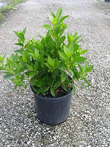 Conocarpus button Wood Live Plant With Polybag for Bonsai Trainning Topiary Making and Fast Hedging Live Healthy Sapling Plant