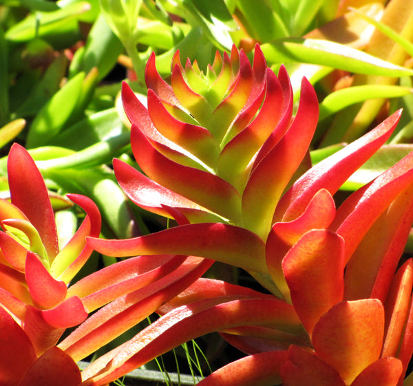 Crassula Campfire Plant