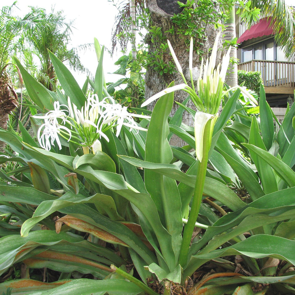 GREEN PARADISE® Sudarshan Lily CrinumAsiaticum Lily Fragrant flowering Lily plant Giant Lily ( 1 Plant )