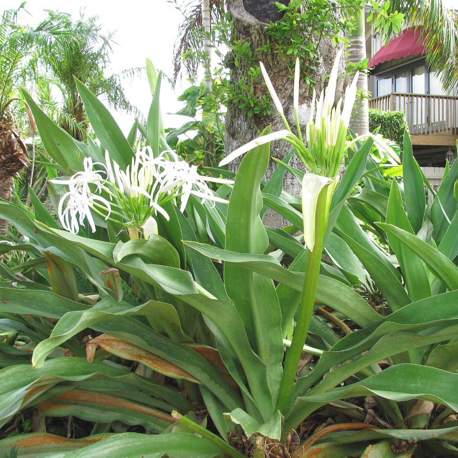 GREEN PARADISE® Sudarshan Lily CrinumAsiaticum Lily Fragrant flowering Lily plant Giant Lily ( 1 Plant )