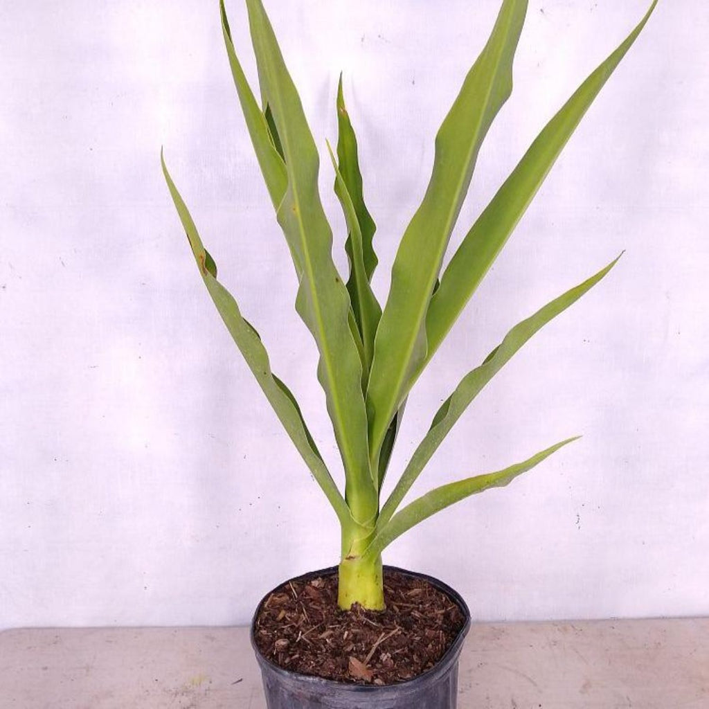 GREEN PARADISE® Sudarshan Lily CrinumAsiaticum Lily Fragrant flowering Lily plant Giant Lily ( 1 Plant )
